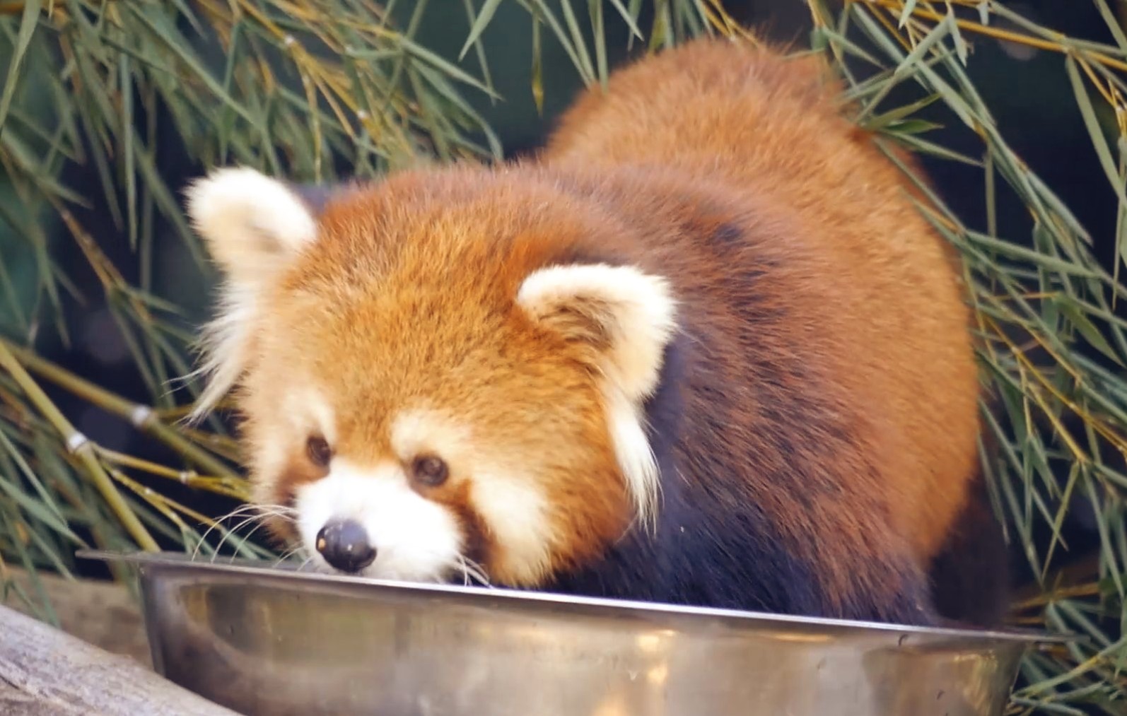 关于嘟嘟的一些讲解【小熊猫】