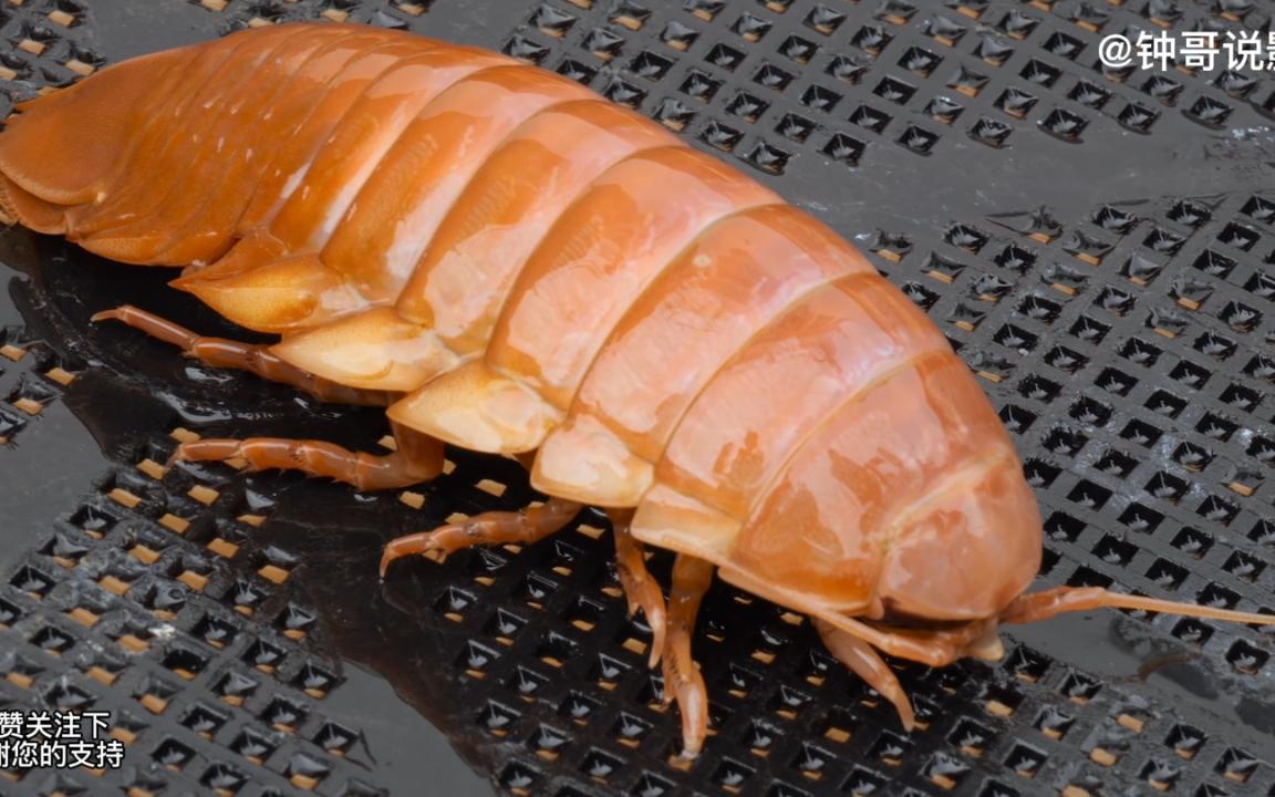 越南街边特异海鲜海蟑螂你敢吃吗?_哔哩哔哩_bilibili