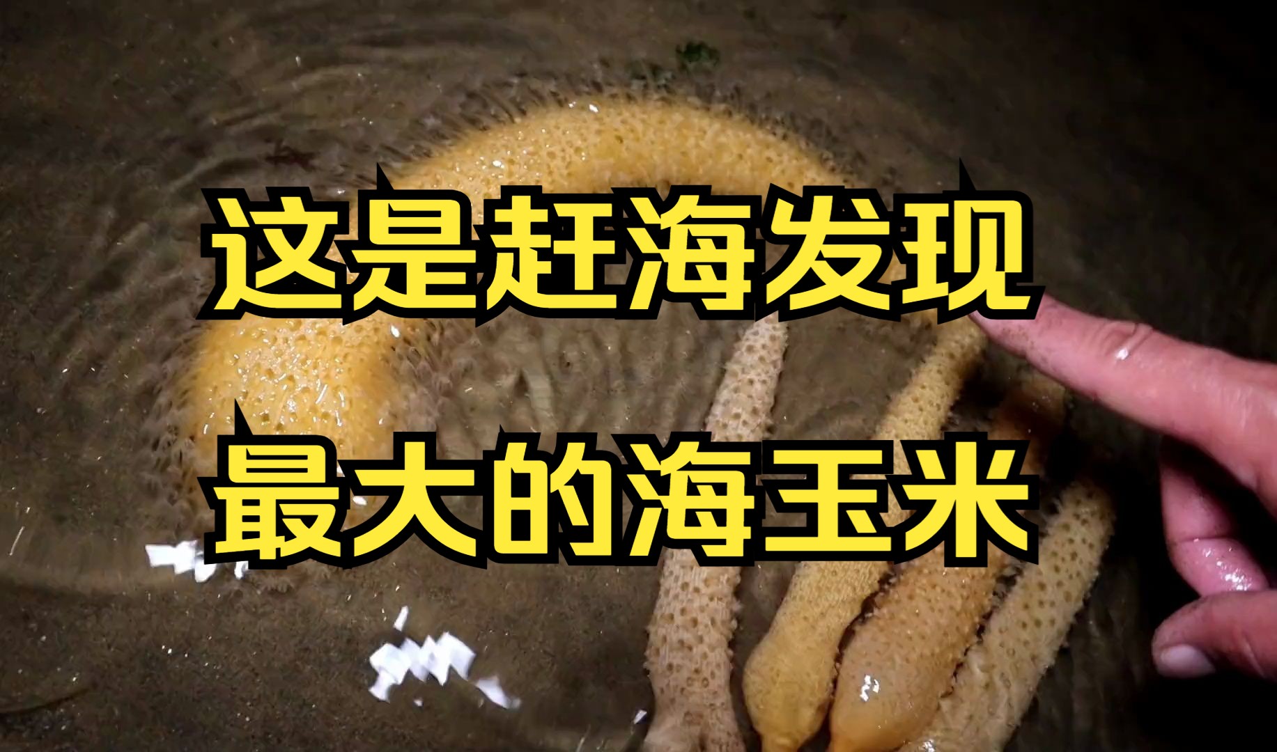 这是赶海发现最大的海玉米了,这亮度好比荧光棒!