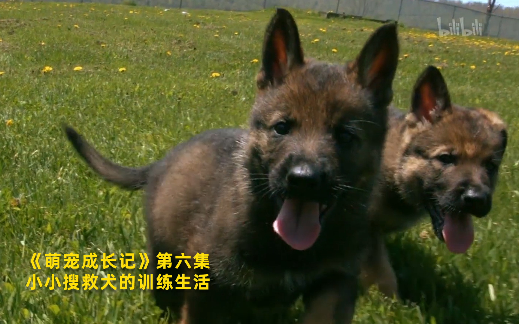 [图]【萌宠成长记】看点5：小小搜救犬的训练生活 竖版