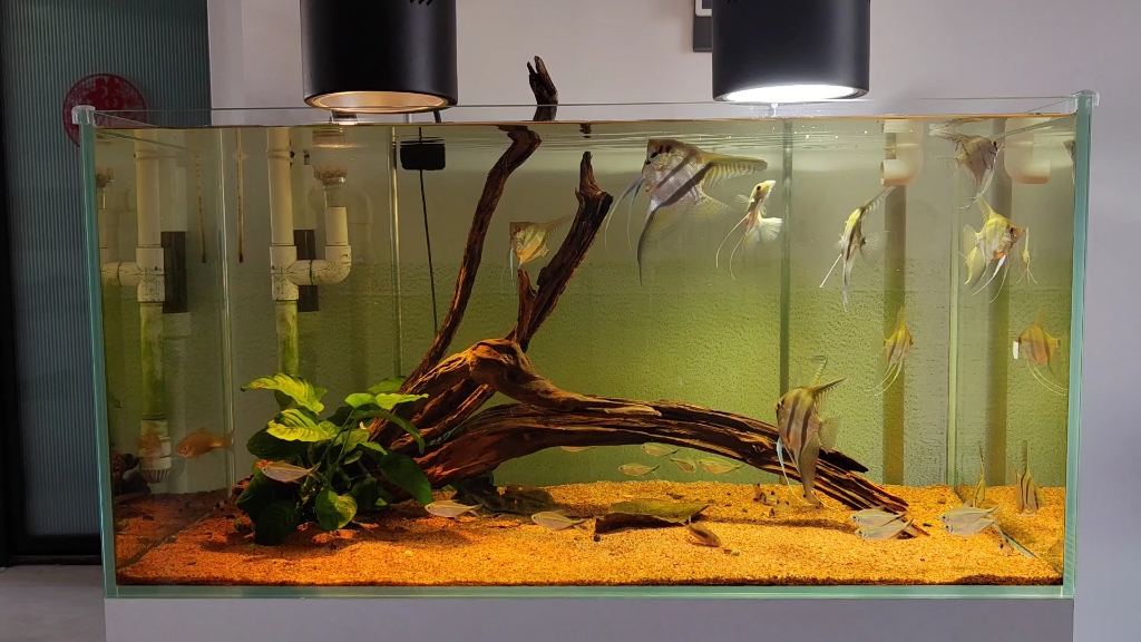 南美缸日常折腾换造景把之前的简约风换成有点狂野风格,是否你心中的