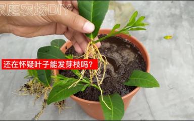 [图]谁能想到，一片柠檬叶子竟然能长成一棵柠檬树？