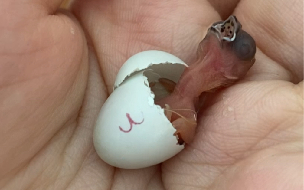 珍珠鸟幼鸟 下蛋图片