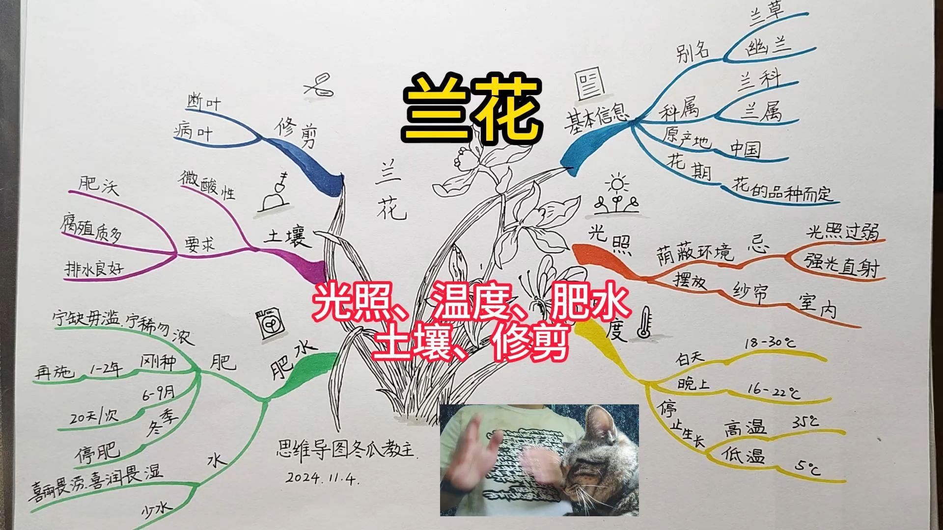 《兰花》 思维导图