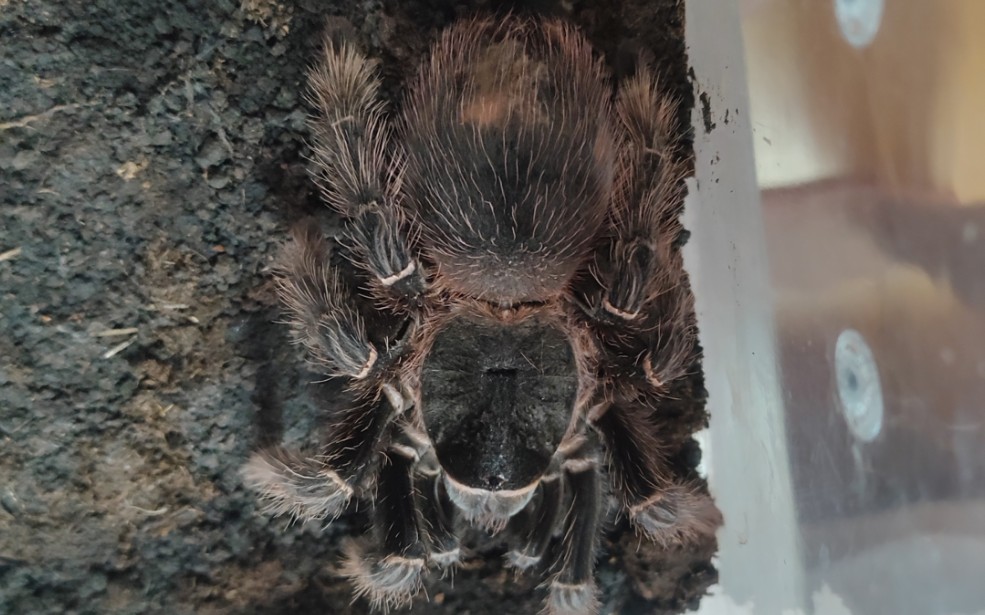 巴伊亚猩红成体母和所罗门成体公开箱视频