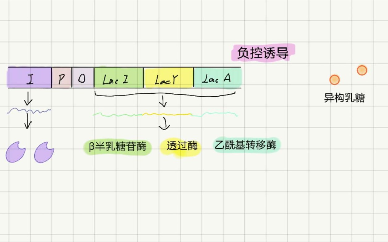 乳糖操纵子的负控诱导(后面的内容哪天想起来了再更)哔哩哔哩bilibili