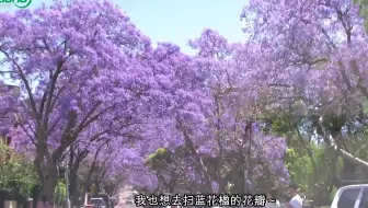 类似蓝花楹的紫色花树有哪些 哔哩哔哩 Bilibili