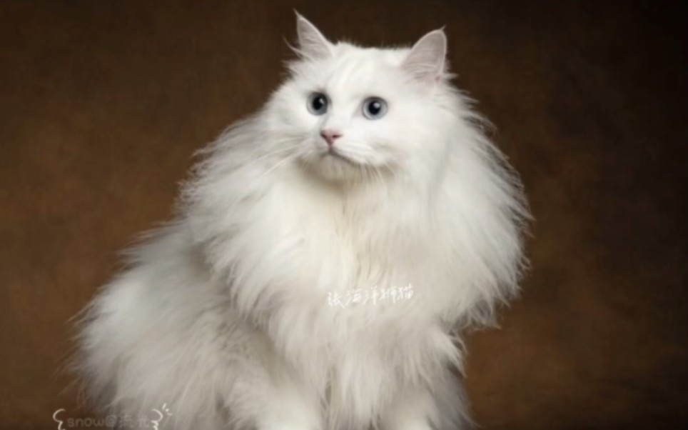 咱宝儿是临清狮子猫,两岁零俩月了