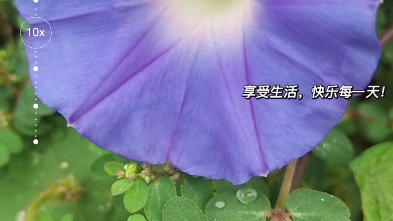 牵牛花哔哩哔哩bilibili