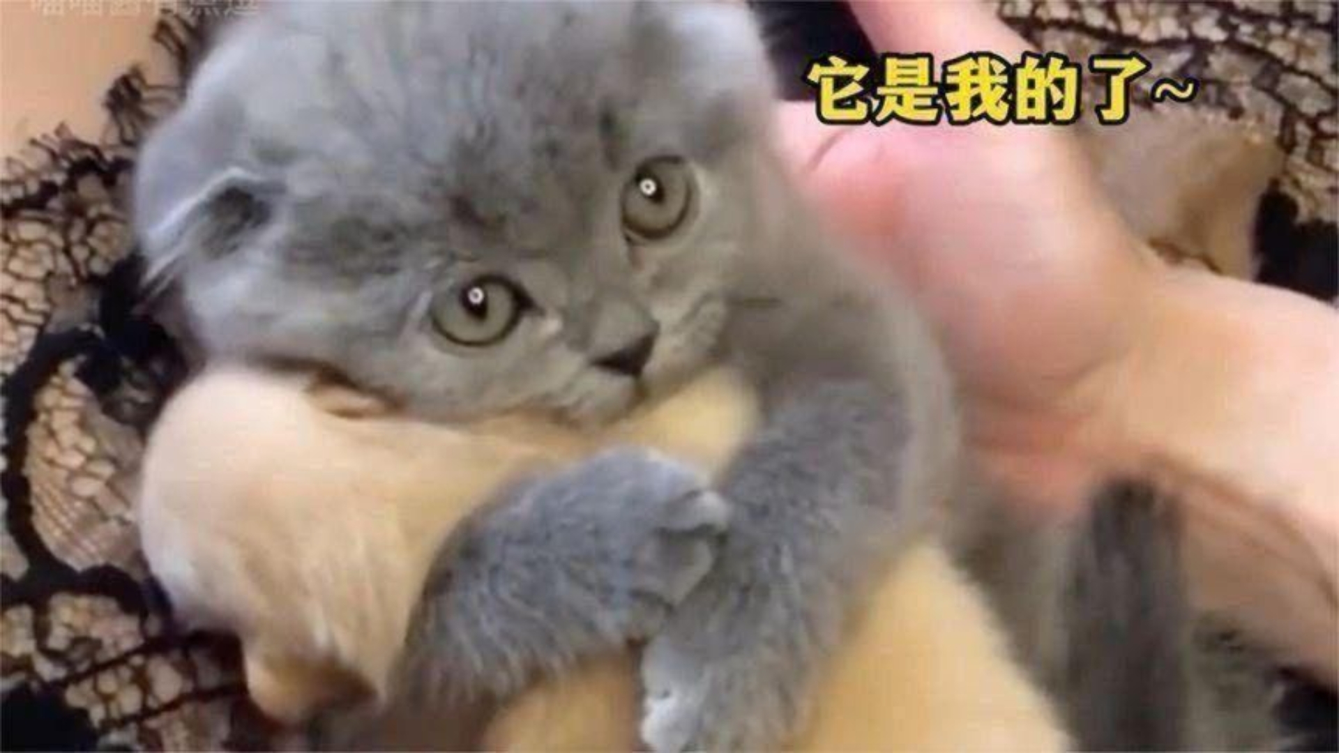 主人送给小猫一只小奶狗，接下来，把主人的心都暖化了！