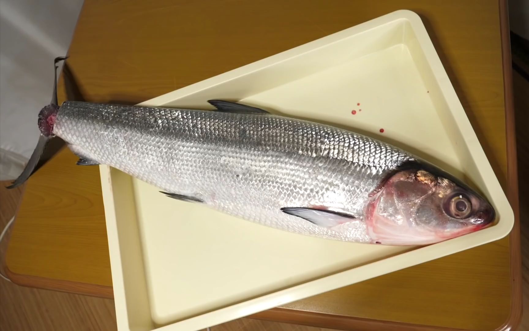 小哥金子】【极致薄削法】这次让你们见识下全身鱼刺的蜜汁"牛奶鱼"!