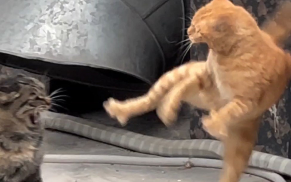 没想到猫咪打架这么搞笑!