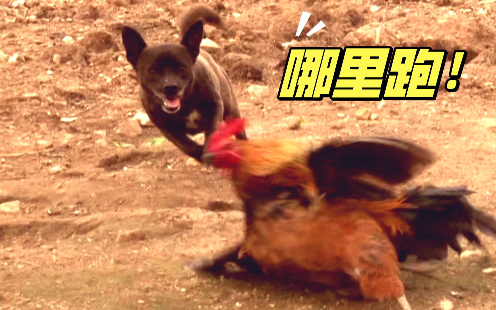 牧羊犬都知道可这牧鸡犬见过没这狗子赶鸡赶得贼专业