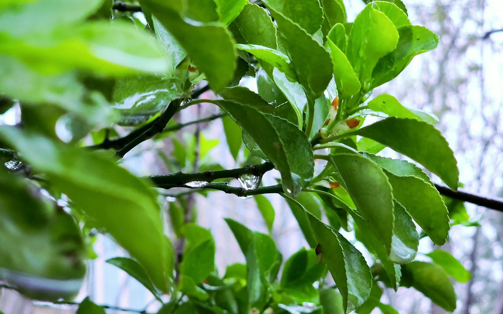 春雨贵如油,草木万物生.愿天降甘霖,洗净待春萌!