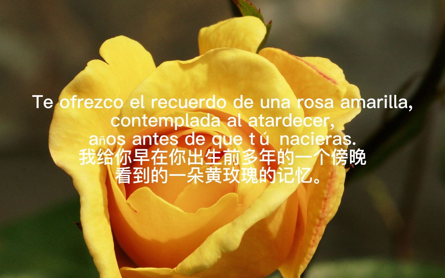 sara西班牙语诗歌朗诵 博尔赫斯《07con qué puedo retenerte(我用