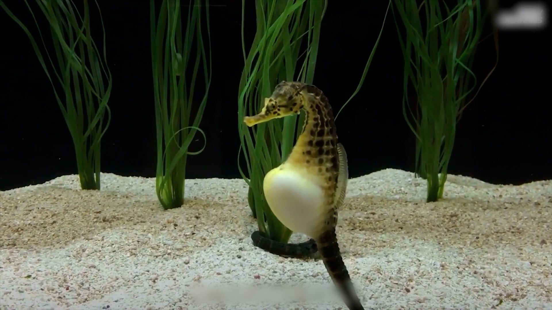 海马一种靠爸爸生娃的动物