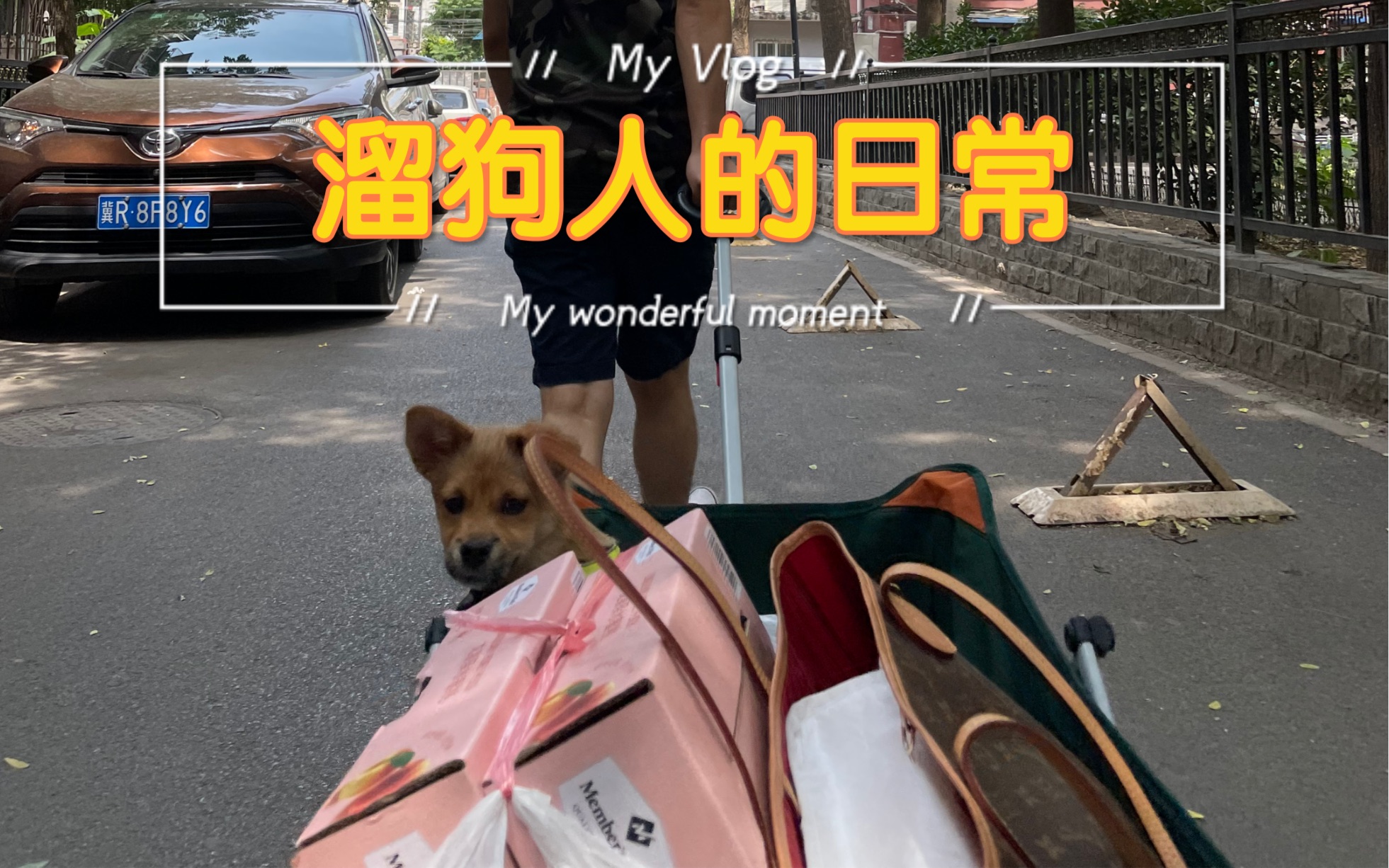 活动  周末带狗子坐车车粗去玩!