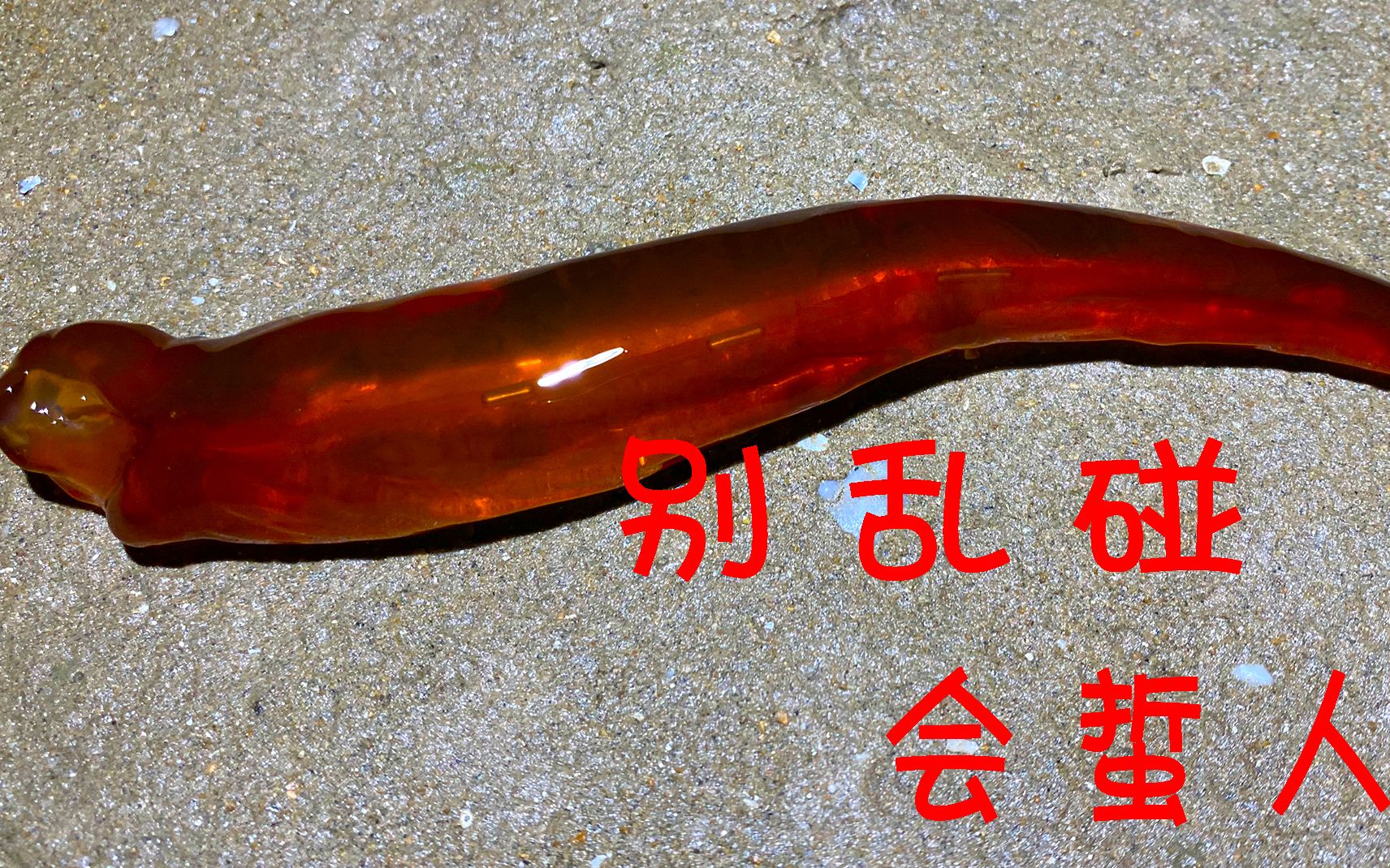 二强赶海,深夜来到海边发现海蜇的触须手被蛰到了_哔哩哔哩 (゜-゜)つ