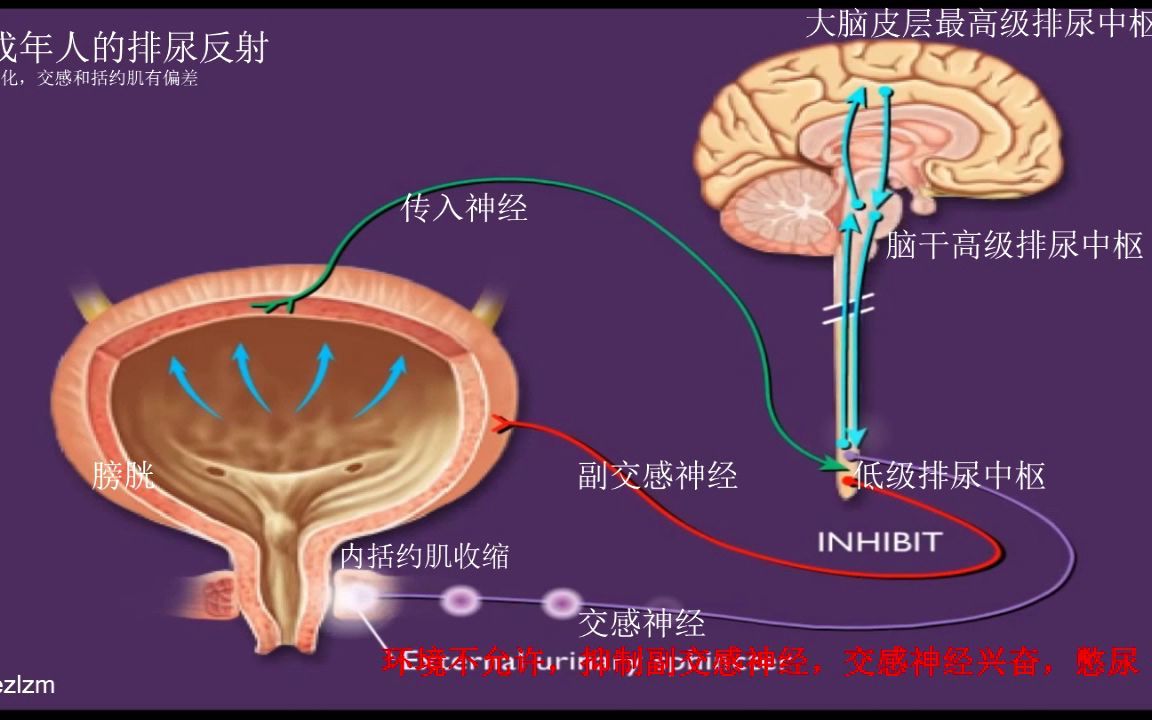 成年人排尿反射