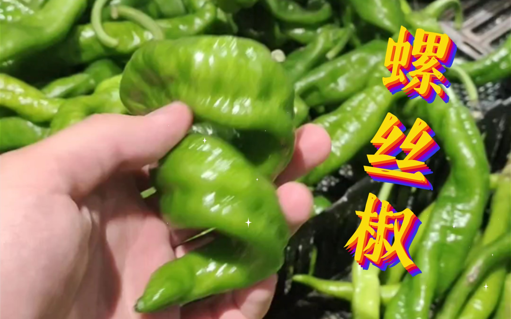 活动作品南方神奇的螺丝椒