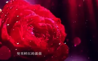 红薔薇白玫瑰 搜索结果 哔哩哔哩弹幕视频网 つロ乾杯 Bilibili 红薔薇白玫瑰 搜索结果 哔哩哔哩弹幕视频网 つロ乾杯 Bilibili