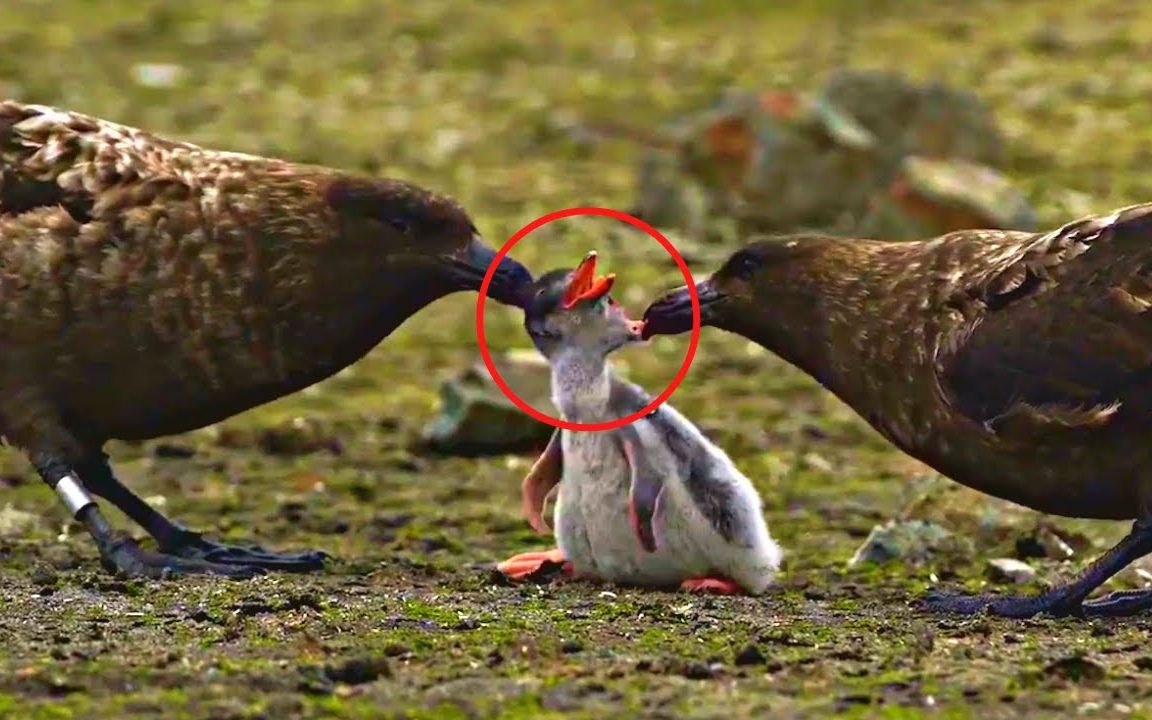 贼鸥啄食小企鹅!白漂偷盗抢劫···贼鸥是真贼!