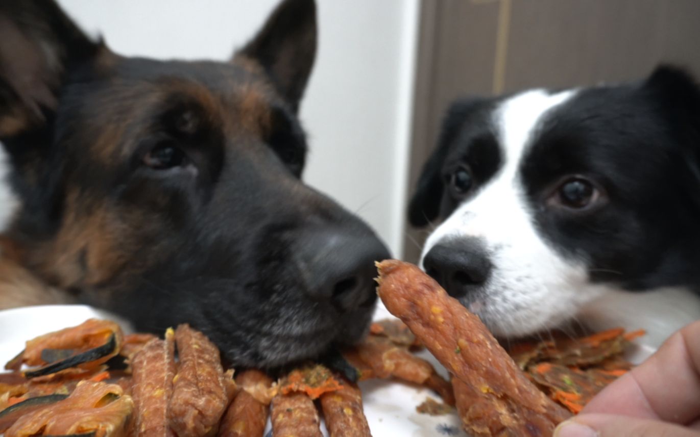 在家给狗子做美食的第一天,三种零食,看上很好吃的样子