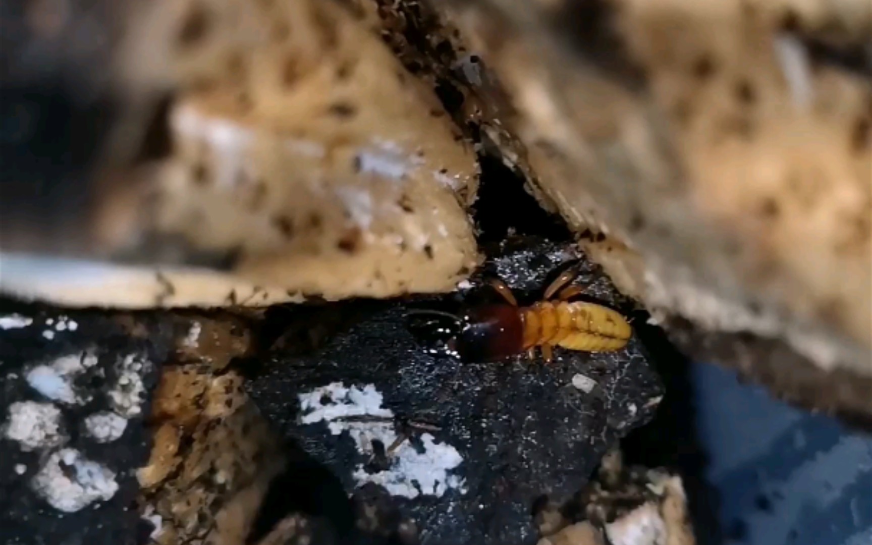 活动  【白蚁】山林原白蚁,两个有补充的小巢