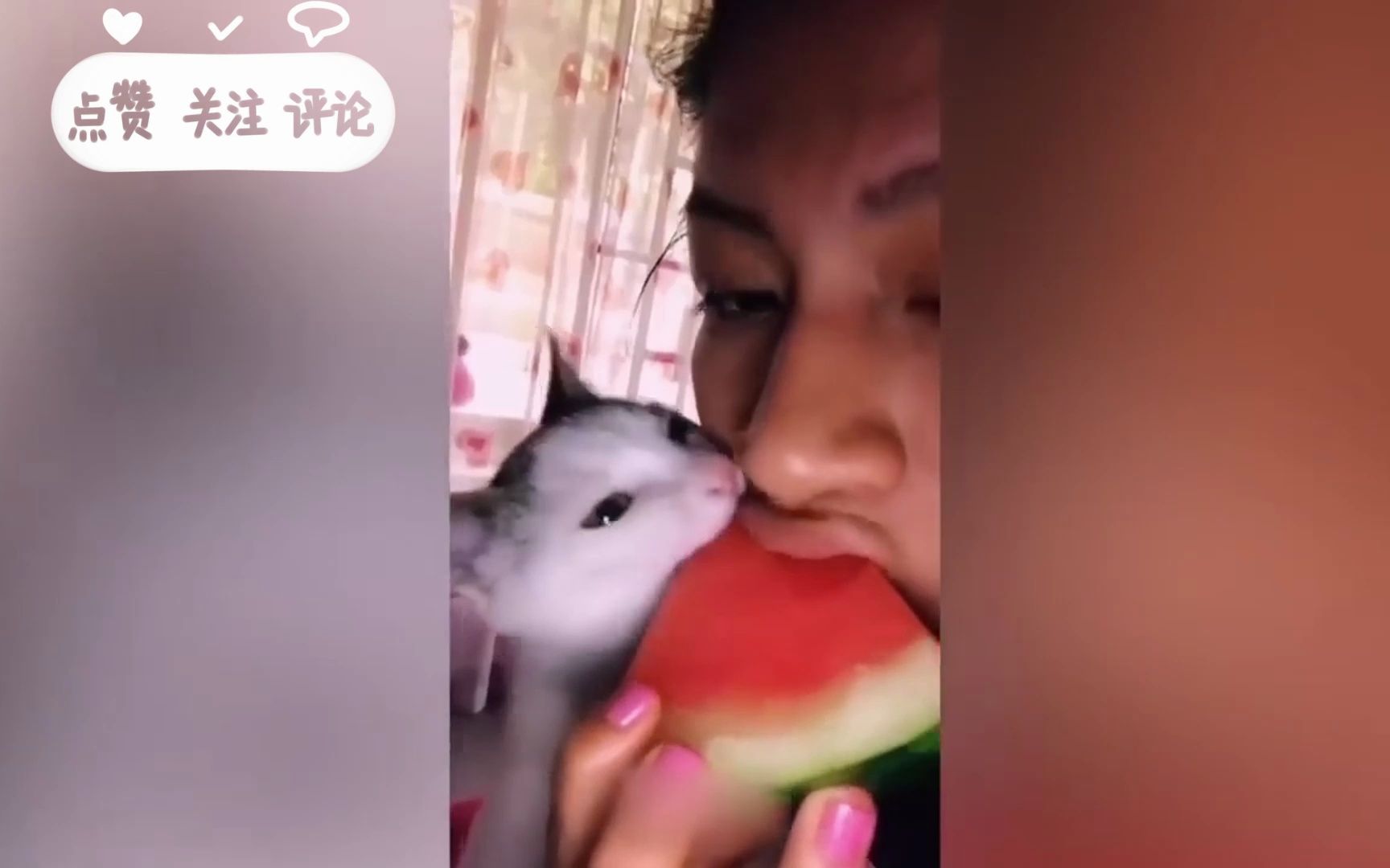 猫猫狗狗的迷惑行为哔哩哔哩bilibili