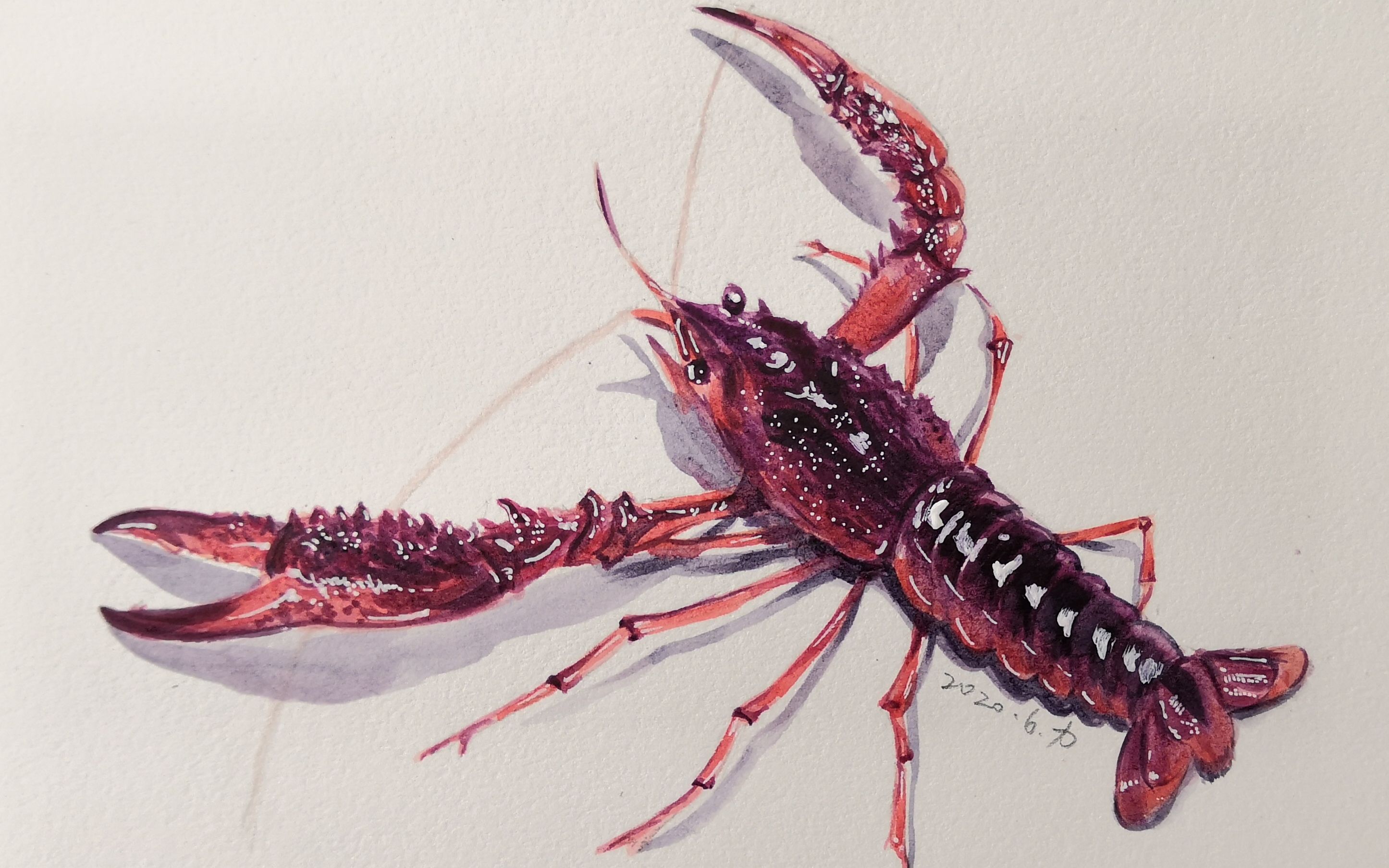 龙虾水彩示范_哔哩哔哩_bilibili