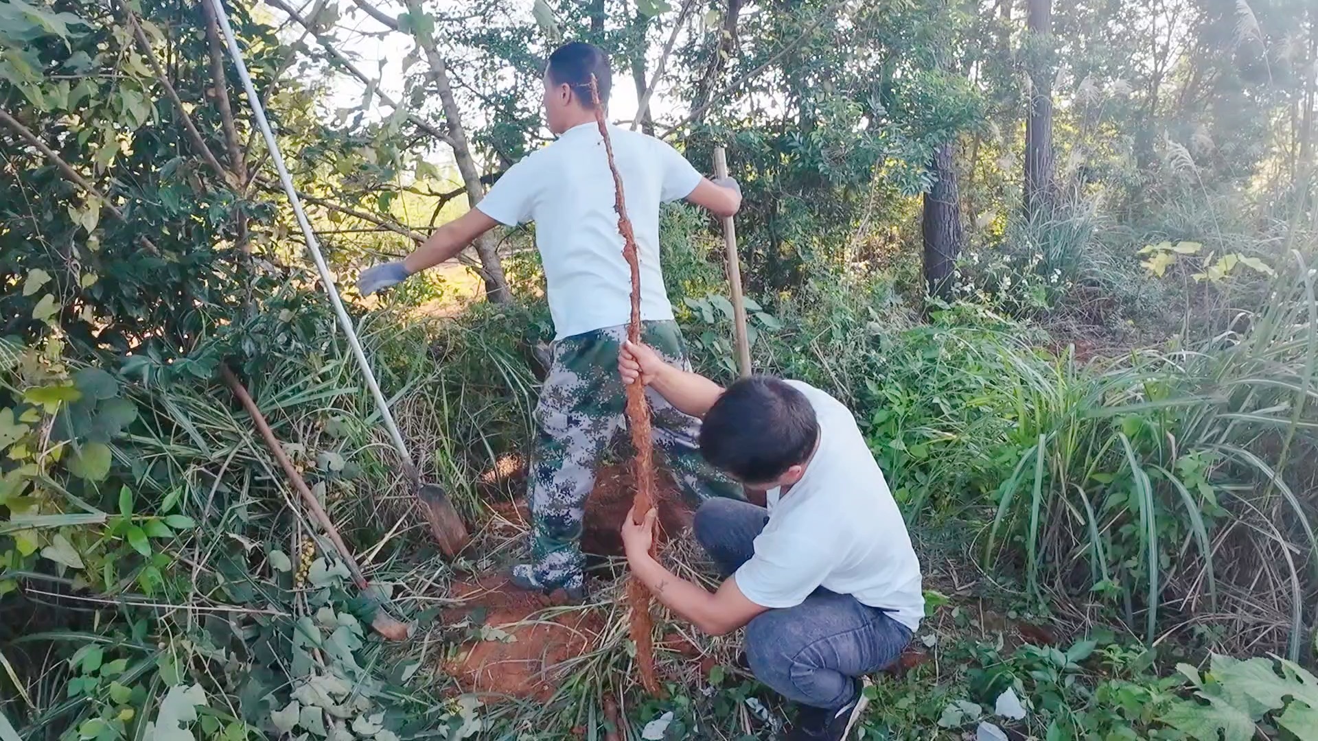 今天又来挖野生山药了