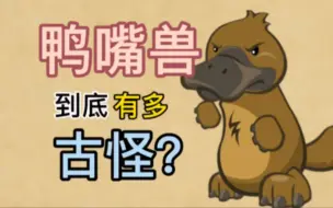 Download Video: 【老蛋】鸭嘴兽到底有多古怪？