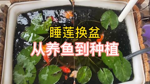 睡莲缸养鱼日常 给睡莲换个盆换个土 让他开花更多 哔哩哔哩 Bilibili