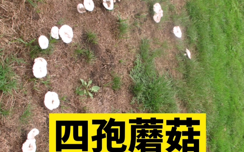 四孢蘑菇图片