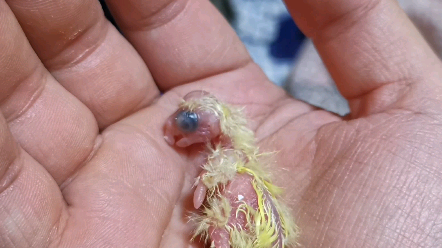 玄凤鹦鹉幼鸟35天图片图片