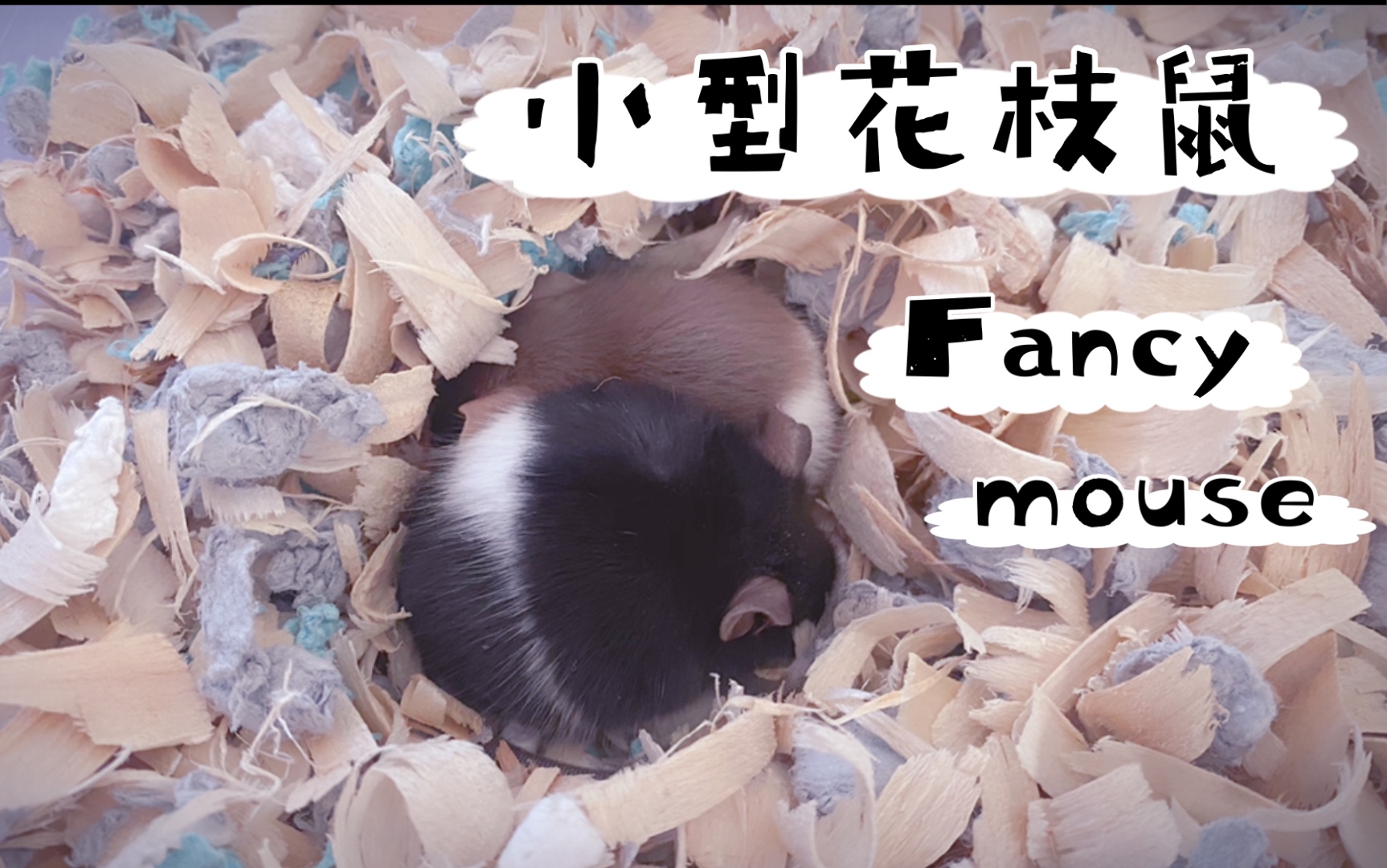 fancy mouse 国内叫做缎子鼠哔哩哔哩bilibili