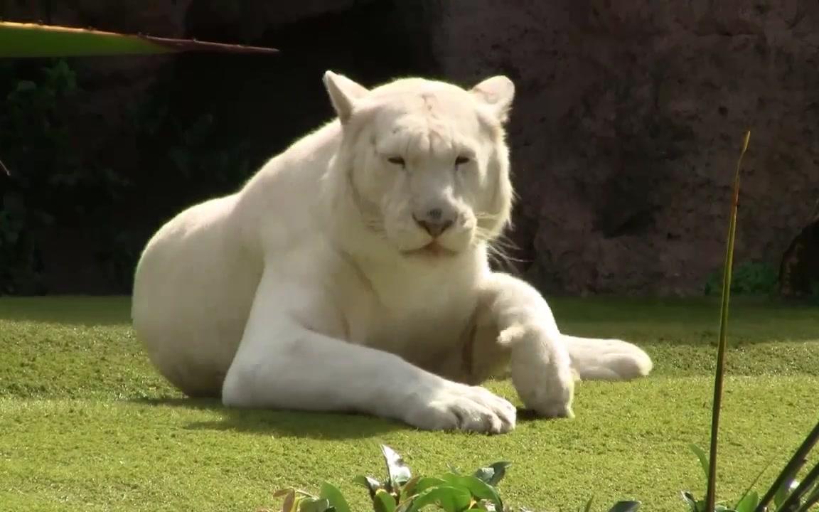 大喵特内里费岛loropark的雪虎