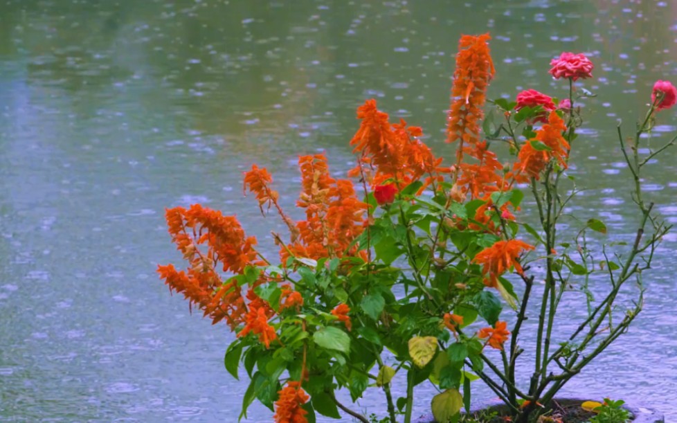 [图]《春暮花落雨》音乐/竹笛加长版，心悦神怡，悦耳动听