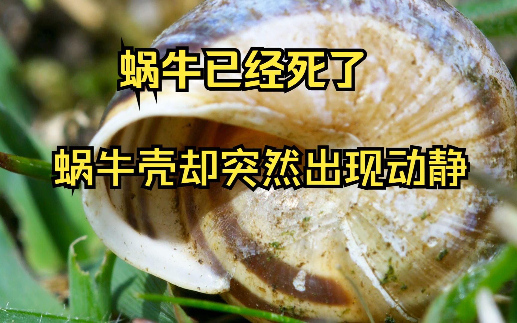 蜗牛已经死了,蜗牛壳却突然出现动静