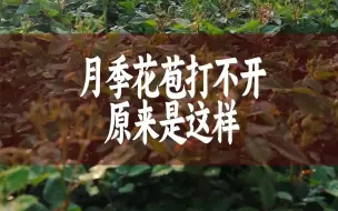 Download Video: 【惠惠的花园】你养的月季老是爱消苞，花苞打不开，花苞还没有打开就烂了。通常是这几个原因造成的，看看你中招了没？