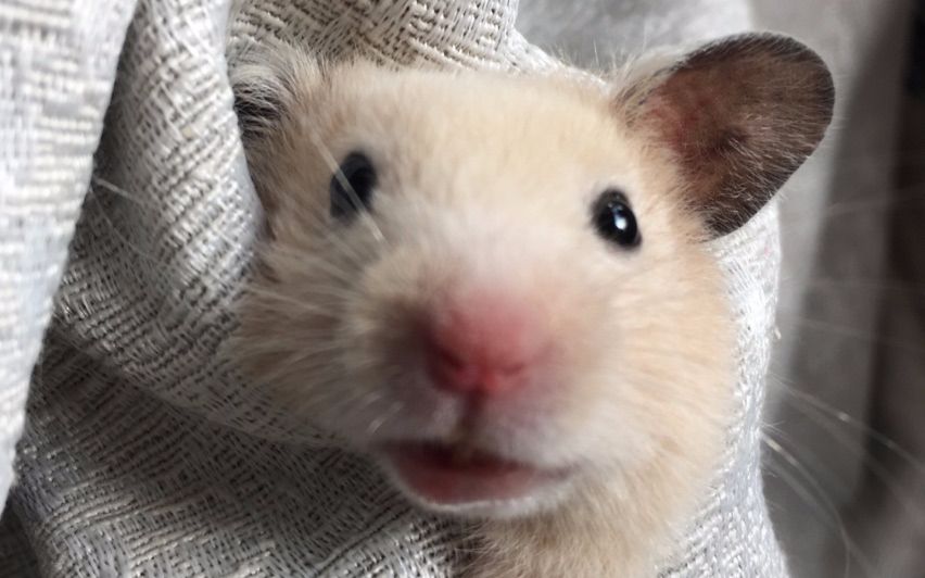 仓鼠巨蛋小王子的日常电臀训练