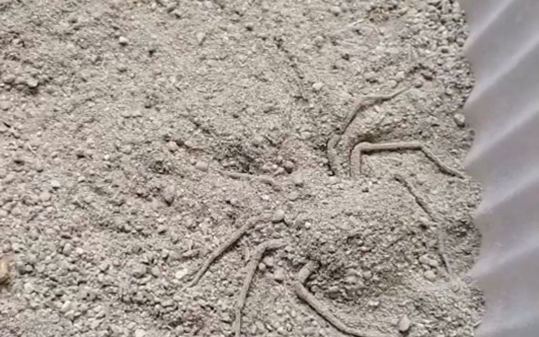 擅长藏身的沙漠蜘蛛,瞬间隐身