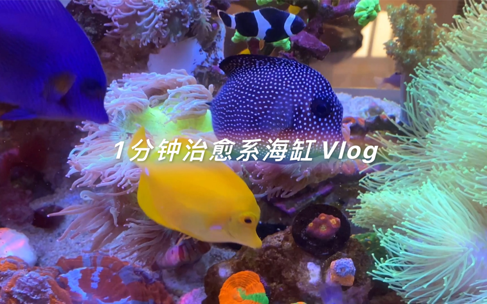 海缸Vlog|好久没更新啦~哔哩哔哩bilibili