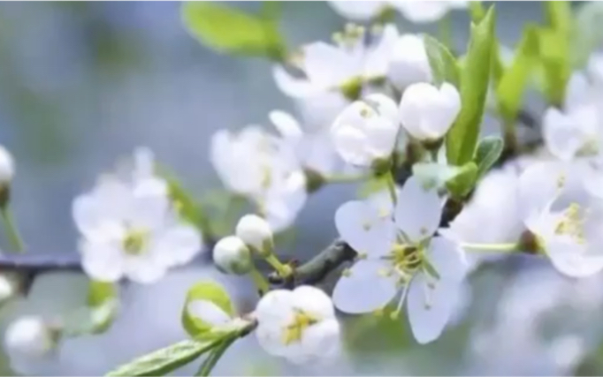 [图]原创曲：东栏梨花