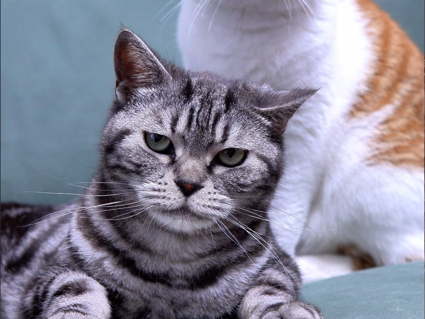 壁纸 动物 猫 猫咪 小猫 桌面 1440_1080