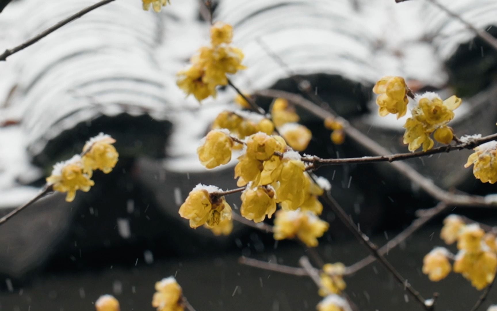 [图]沧浪亭 赏雪