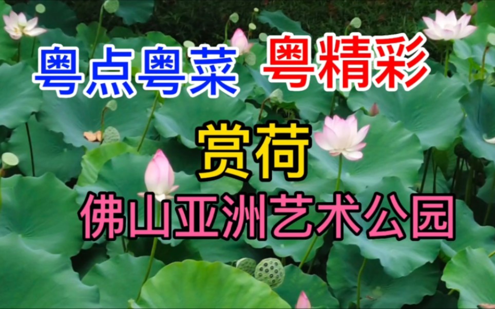 粤点粤菜粤精彩,赏荷,佛山亚洲艺术公园,粤语中字幕哔哩哔哩bilibili