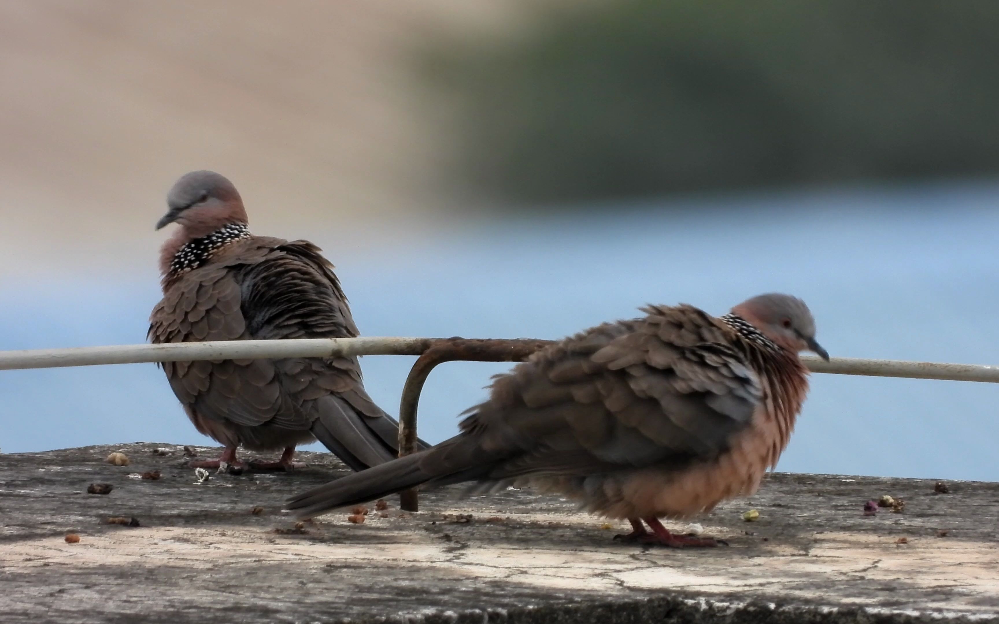 尼康p1000拍鸟珠颈斑鸠
