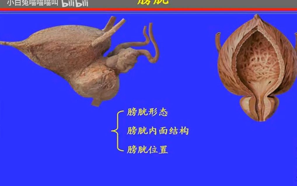 65.膀胱——系统解剖学、局部解剖学——这一套就够了哔哩哔哩bilibili