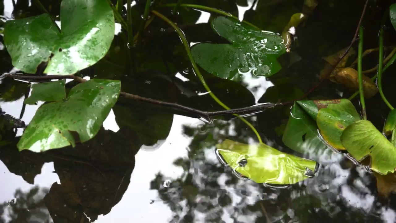 [图]留得残荷听雨声